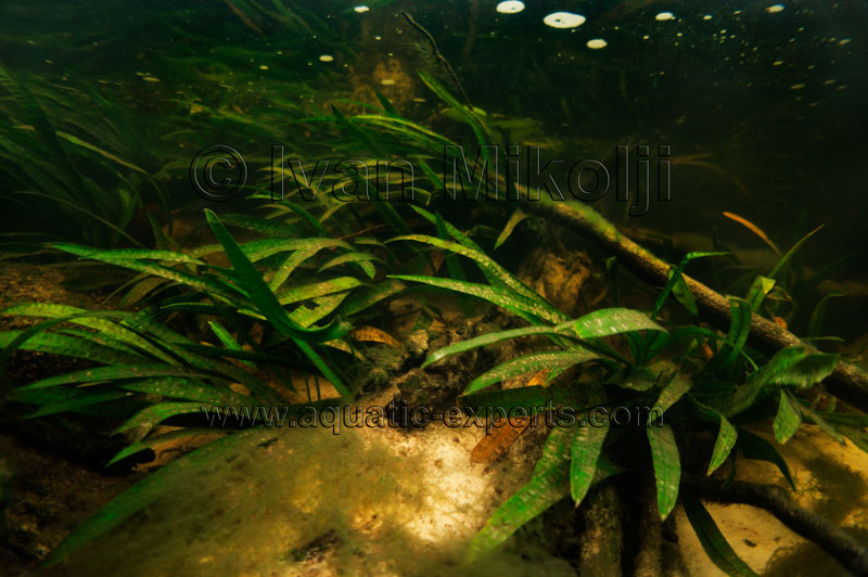 typical amazone biotope for my discus tank 